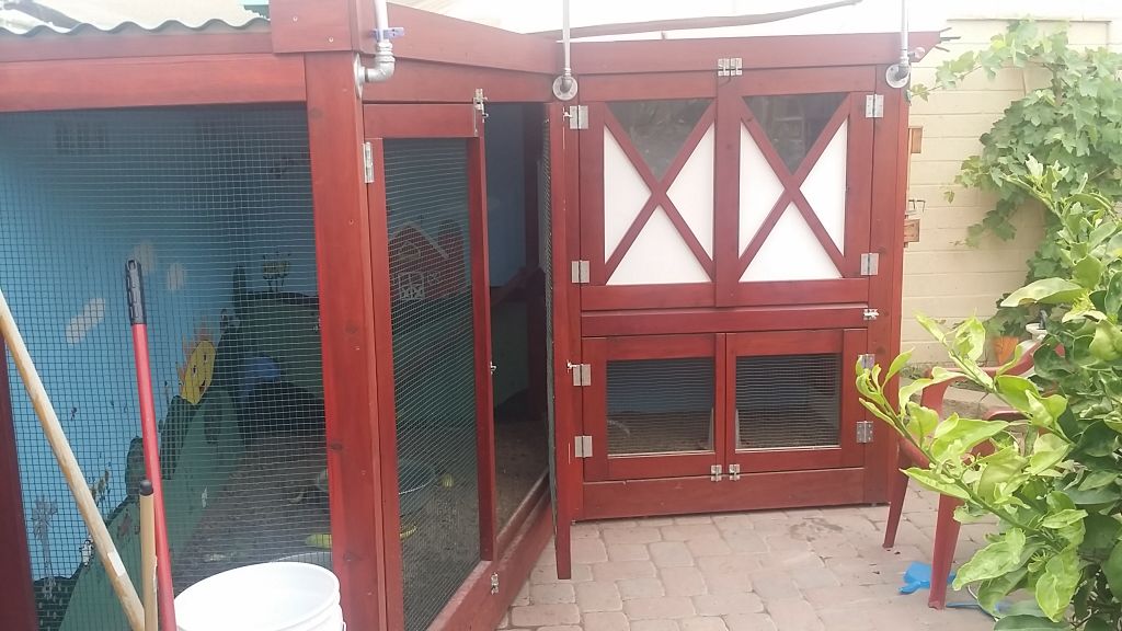 Readers show their chickens